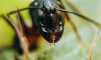 macro ant photo