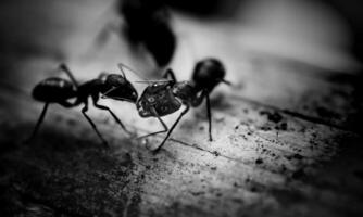 macro ant photo