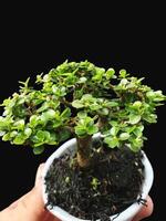 bonsai tree in a decorative pot photo