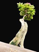 bonsai árbol en un decorativo maceta foto