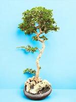 bonsai tree in a decorative pot photo