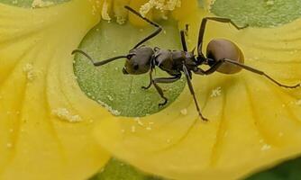 macro ant photo