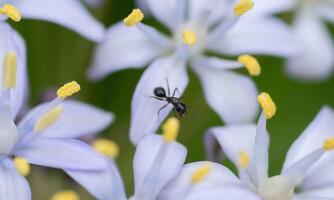 macro ant photo