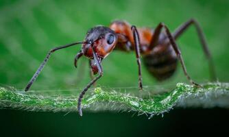 macro ant photo