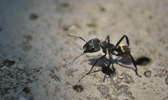 macro ant photo