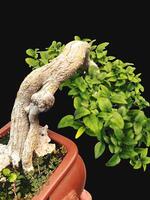 bonsai árbol en un decorativo maceta foto