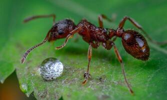 macro ant photo