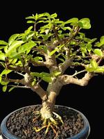 bonsai tree in a decorative pot photo