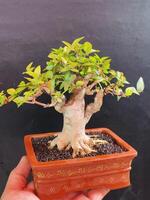 bonsai tree in a decorative pot photo