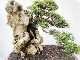 bonsai tree in a decorative pot photo