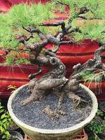 bonsai tree in a decorative pot photo