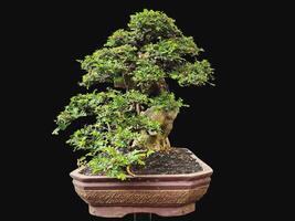 bonsai tree in a decorative pot photo