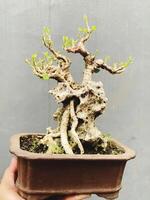 bonsai tree in a decorative pot photo