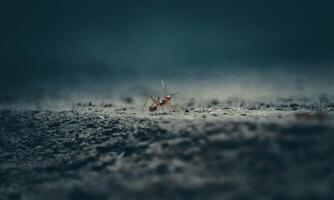 macro ant photo