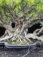 bonsai árbol en un decorativo maceta foto