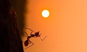 macro ant photo