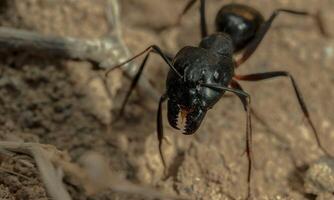 macro ant photo