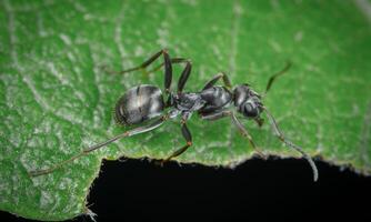 macro ant photo