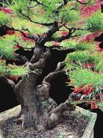 bonsai árbol en un decorativo maceta foto