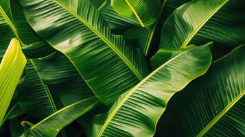 ai generado lozano verde plátano hojas en de cerca tropical antecedentes. foto