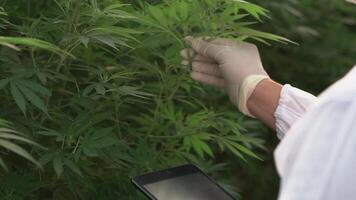 Cannabis plantation for medical, a man scientist using tablet to collect data on cannabis and hemp indoor farm. video