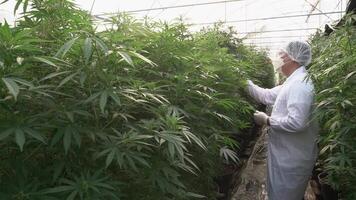 cannabis plantage för medicinsk, en man forskare använder sig av läsplatta till samla data på cannabis och hampa inomhus- odla. video