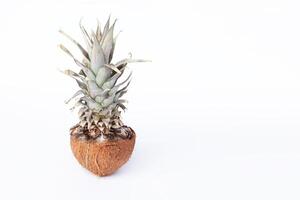 Fresh pineapple and coconuts on white background photo