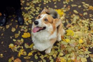 perro galés corgi posando al aire libre. foto