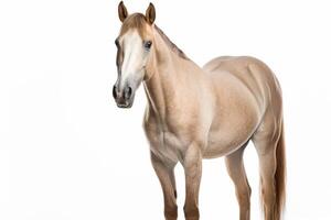 AI generated Horse isolated on white background photo