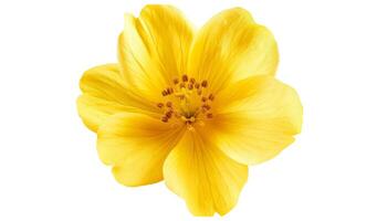 Yellow isolated flower photo