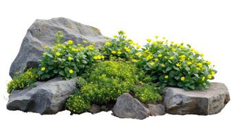 Cutout rock surrounded by yellow flowers photo