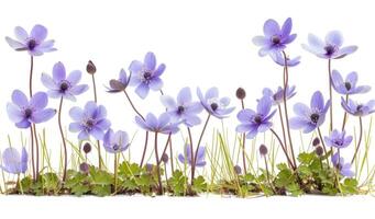 Border of blue violet wild forest flowers liverwort photo