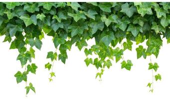 Jungle vine hanging ivy plant bush with clipping path photo