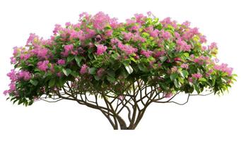 Tropical jungle plant with clipping path photo