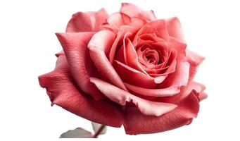 Pink red rose flower. Red bright color photo