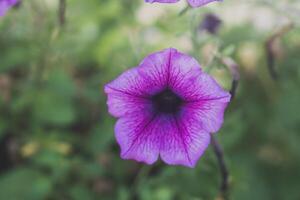 Pink hibiscus bloom in a vibrant summer garden photo