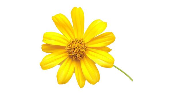 AI generated Hibiscus photo