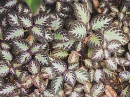 un de cerca Disparo presentando un higo, fruta, y árbol rodeado por elementos de naturaleza tal como flores, plantas, hojas, y escarcha, exhibiendo vibrante matices de púrpura foto