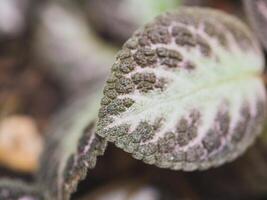 A close-up shot featuring a fig, fruit, and tree surrounded by elements of nature such as flowers, plants, leaves, and frost, showcasing vibrant hues of purple photo