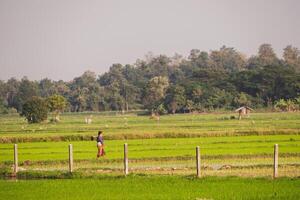 Peaceful sheep grazing in the field at Thailand photo