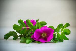 pink blooming wild rose flowers on a light background photo