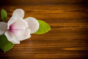 one pink flower on a branch of blooming magnolia close-up on a wooden table photo