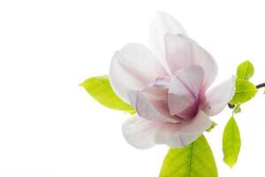 one pink flower on a branch of blooming magnolia close up photo