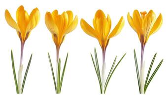 AI generated Crocus photo