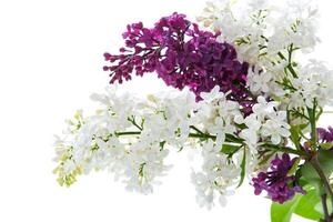 Bouquet of beautiful spring lilacs of different colors photo