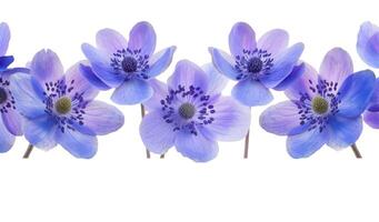 First spring flowers, Anemone hepatica photo