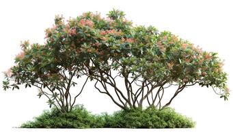 Tropical jungle plant with clipping path photo