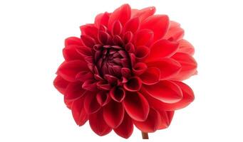 Red flower with clipping path photo