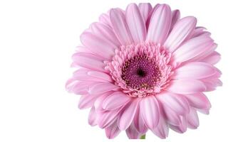 Violet-pink gerbera flower photo