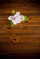 one pink flower on a branch of blooming magnolia on a wooden table photo